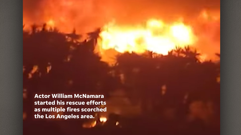 Pet Rescues amid wildfires