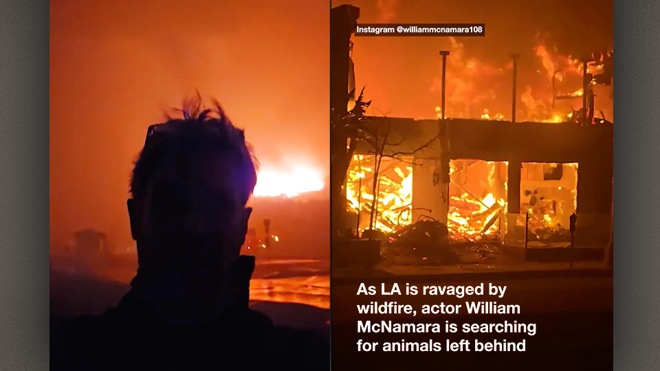McNamara Animal Rescue Amid Fire